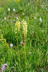 Pedicularis proboscidea
