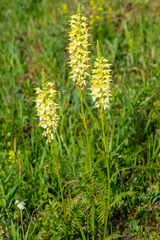 Pedicularis proboscidea