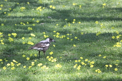 Gymnorhina tibicen