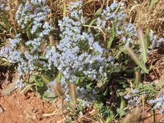 Limonium lobatum