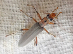 Copidita quadrimaculata