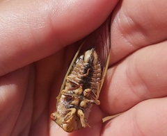 Macrotristria intersecta