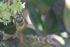 Apis mellifera