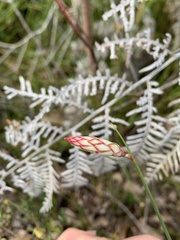 Johnsonia lupulina