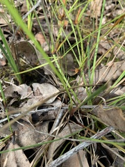Johnsonia lupulina