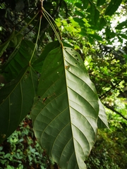 Sterculia parviflora