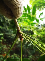 Sterculia parviflora