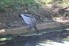 Chenonetta jubata