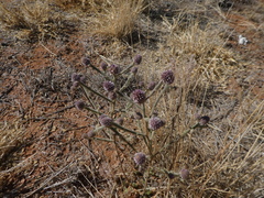 Pterocaulon sphacelatum