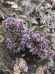 Andersonia caerulea