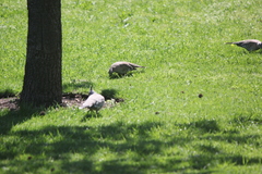 Ocyphaps lophotes