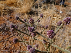 Pterocaulon sphacelatum