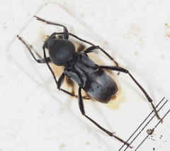 Plagionotulus westringii