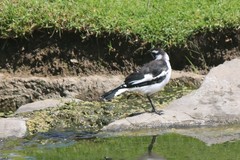 Grallina cyanoleuca