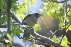 Manorina melanocephala