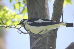 Grallina cyanoleuca