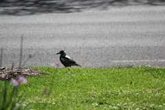 Gymnorhina tibicen