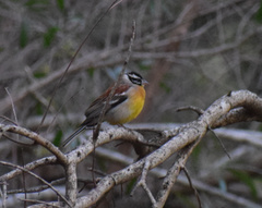 Emberiza flaviventris flaviventris
