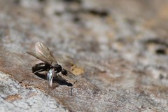 Formicidae