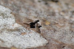 Formicidae