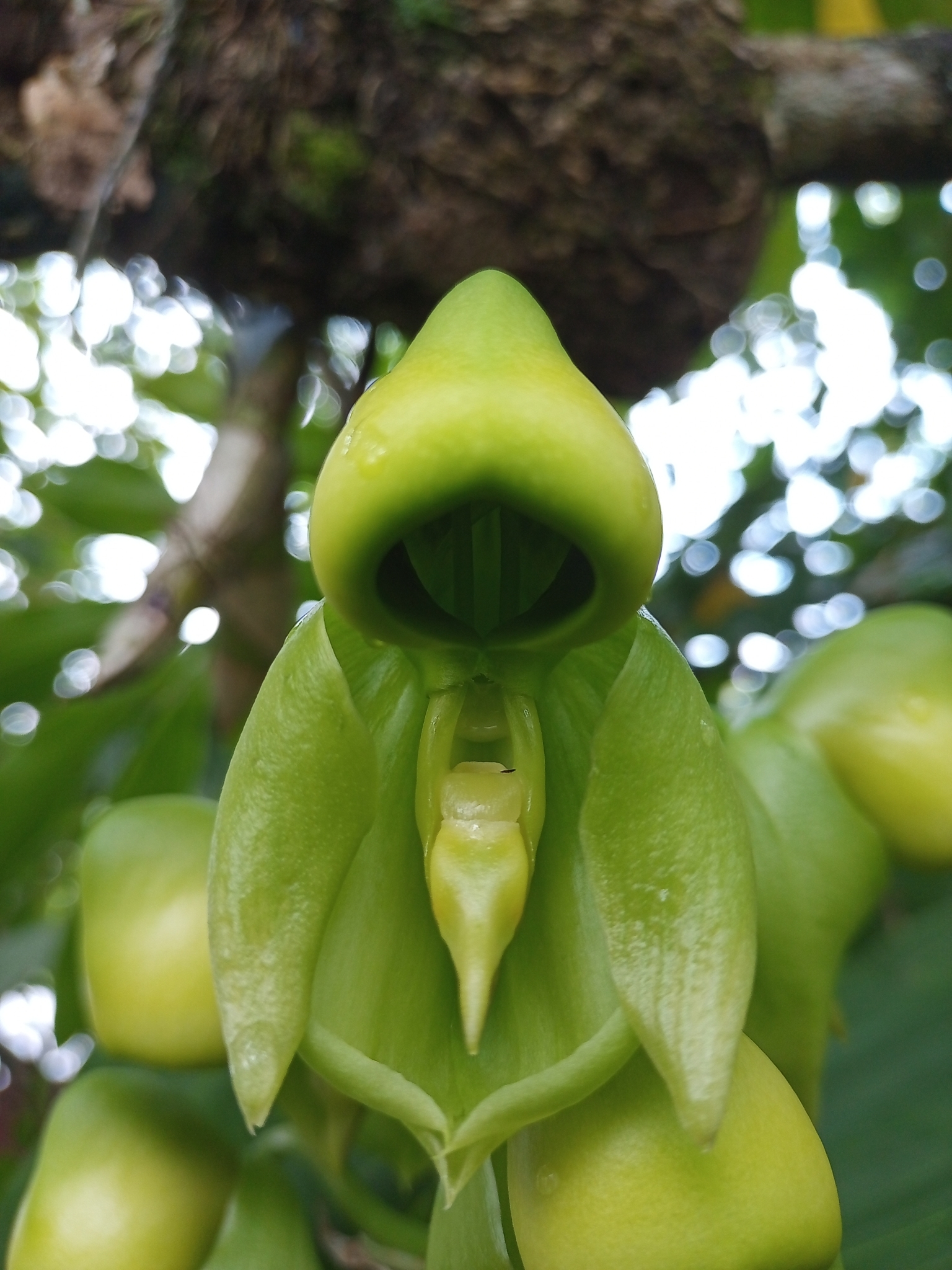 Catasetum