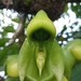 Catasetum - Photo (c) Saul Miguel Z, some rights reserved (CC BY-NC), uploaded by Saul Miguel Z