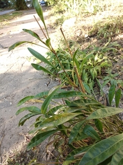 Coreopsis grandiflora