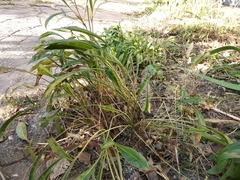 Coreopsis grandiflora