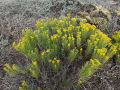 Senecio blochmaniae