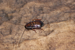 Blattodea
