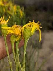 Senecio blochmaniae