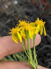 Senecio blochmaniae