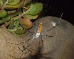 Euprosthenops australis