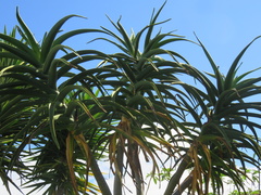 Aloidendron barberae