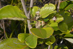 Arillastrum gummiferum