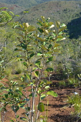 Arillastrum gummiferum