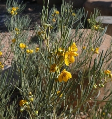 Senna artemisioides artemisioides