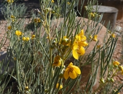 Senna artemisioides artemisioides