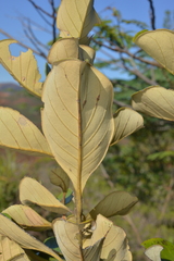 Arillastrum gummiferum