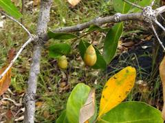 Lagerstroemia parviflora