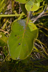 Arillastrum gummiferum