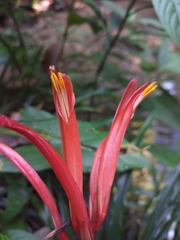 Pitcairnia punicea