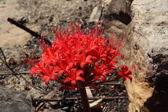 Brunsvigia marginata