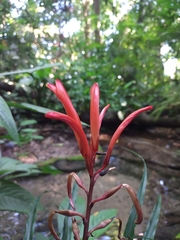 Pitcairnia punicea