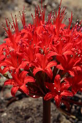 Brunsvigia marginata