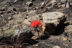 Brunsvigia marginata