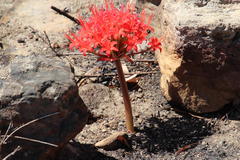 Brunsvigia marginata