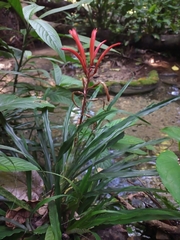 Pitcairnia punicea