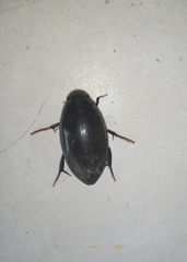Hydrophilus