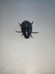 Hydrophilus
